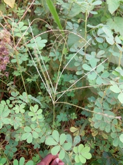 Digitaria horizontalis