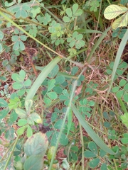 Digitaria horizontalis