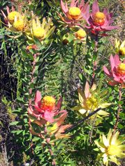Leucadendron orientale