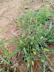 Setaria pallide-fusca