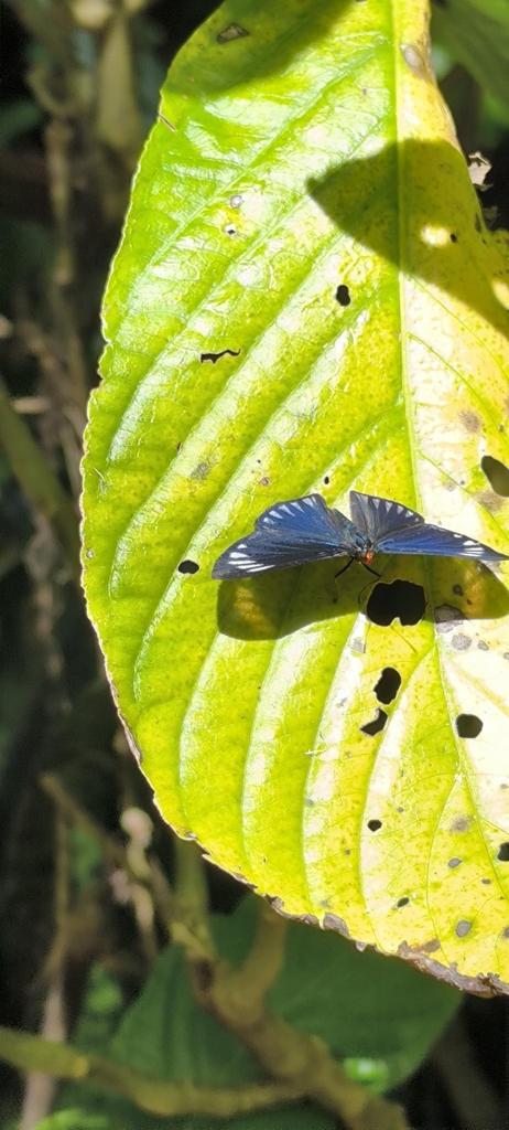Esthemopsis clonia