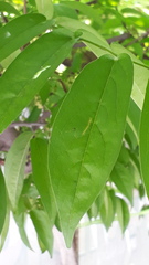 Diospyros montana