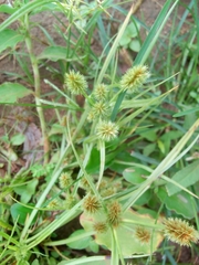 Cyperus difformis