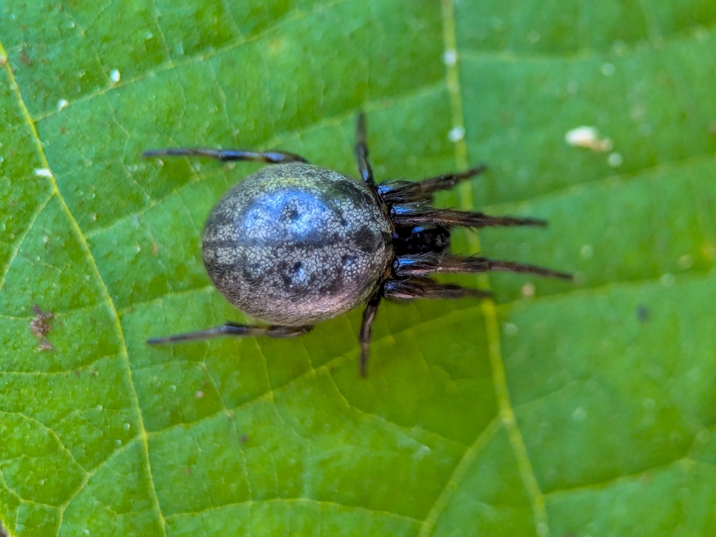 Metazygia yobena