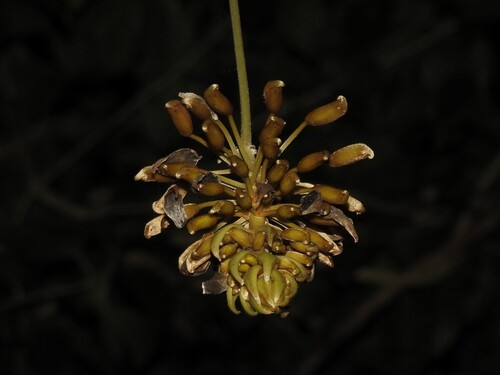 Hamburger Bean (Mucuna holtonii)