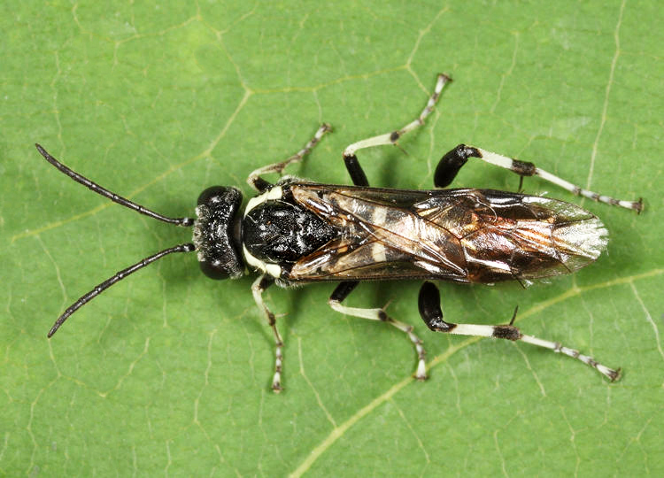 Macrophya zoe
