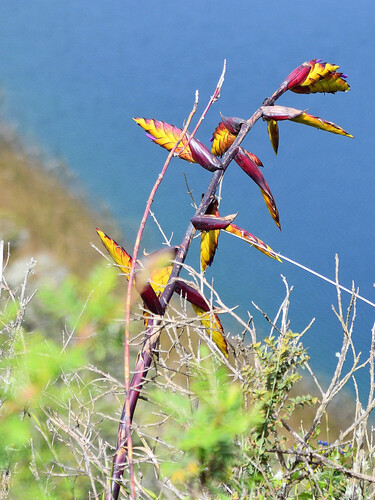 Tillandsia lajensis, photograph 4