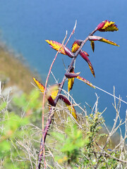 Tillandsia lajensis, photograph (c) nikonbird007, some rights reserved (CC BY)