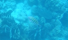 Abudefduf septemfasciatus