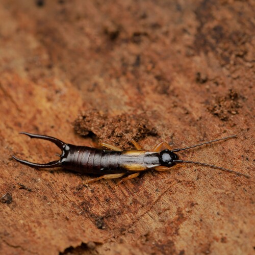 Spine-tailed Earwig photo 4