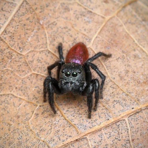 Habronattus decorus photo 3