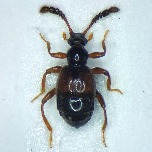 Trissemus antennatus