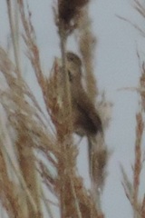 Locustella luscinioides