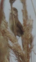 Locustella luscinioides