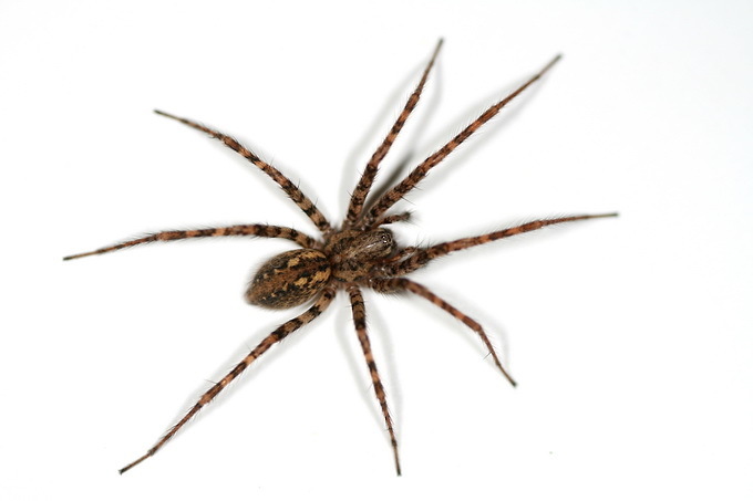Charcoal Spider