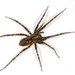 Charcoal Spider - Photo (c) Stanislav Krejčík, some rights reserved (CC BY)