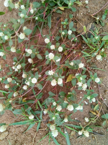 Gomphrena image