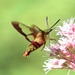 Hummingbird Clearwing - Photo (c) Charlotte Bill, some rights reserved (CC BY-NC), uploaded by Charlotte Bill