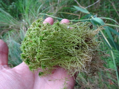 Sphagnum fallax