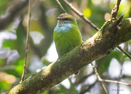 Grauer's Broadbill