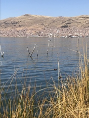 Chroicocephalus serranus