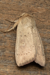 Leucania pseudargyria