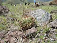 Echinofossulocactus dichroacanthus