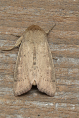 Leucania pseudargyria