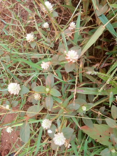 Gomphrena celosioides image