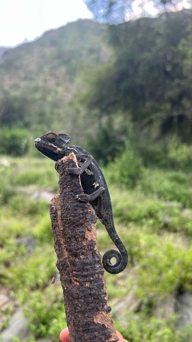 Chamaeleo calyptratus calcarifer