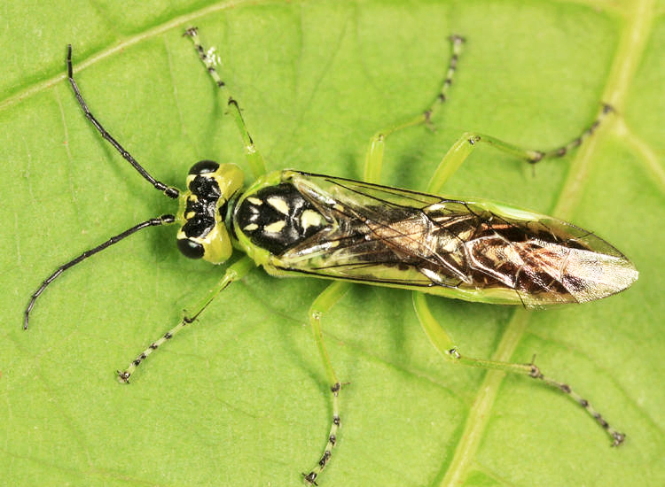 Rhogogaster californica