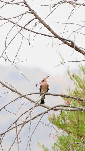 Common Hoopoe