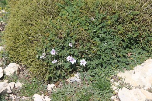 Erodium saxatile