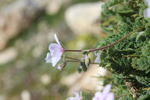 Erodium saxatile, photograph 2