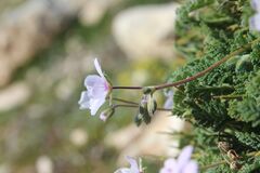Erodium saxatile, photograph Olivier Argagnon, CC BY, iNaturalist via GBIF