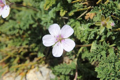 Erodium saxatile, photograph 1