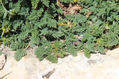 Erodium saxatile, photograph Olivier Argagnon, CC BY, iNaturalist via GBIF