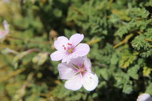 Erodium saxatile, photograph 5