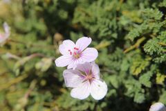 Erodium saxatile, photograph Olivier Argagnon, CC BY, iNaturalist via GBIF