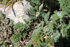 Erodium saxatile, photograph Olivier Argagnon, CC BY, iNaturalist via GBIF