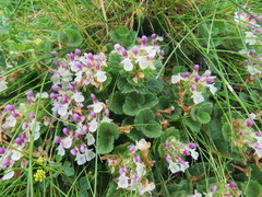 Teucrium pyrenaicum