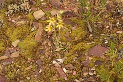 Albuca concordiana
