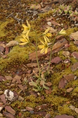 Albuca concordiana