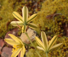 Albuca concordiana