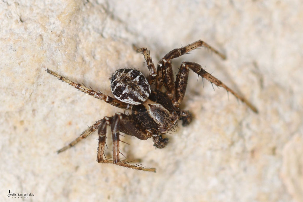 Thessalicus-like Ground Crab Spider