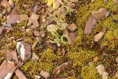 Albuca concordiana