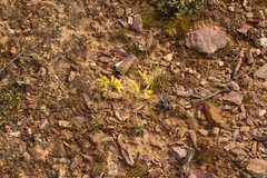 Albuca concordiana