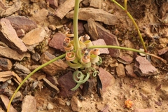 Albuca concordiana