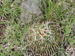 Echinofossulocactus dichroacanthus