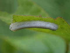 Monophadnus spinolae